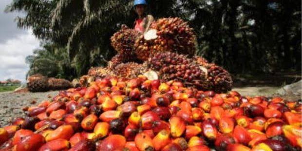 Curi Berondolan Sawit PTP Nusantara V Senilai Rp 600 Ribu, 3 Pria Ditangkap Polisi