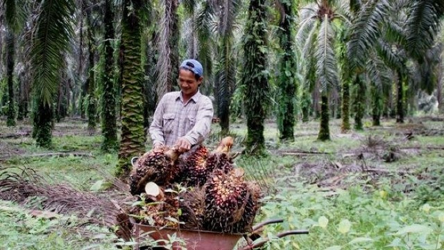 Profesor IPB Dicerca Sebut Kelapa Sawit Bukan Penyebab Deforestasi: Gagal Memakai Ilmunya, Mengerikan!