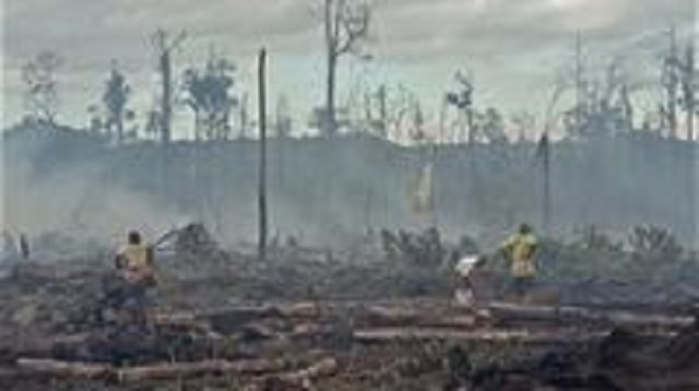 Negara Menang Rp 207 Triliun dari Perusahaan Pengrusak Hutan dan Lingkungan, Tapi Tak Bisa Ditagih