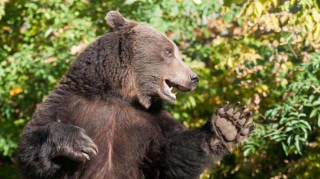 3 Ekor Beruang Teror Warga Kuansing, Penduduk Kampung Dikejar-kejar