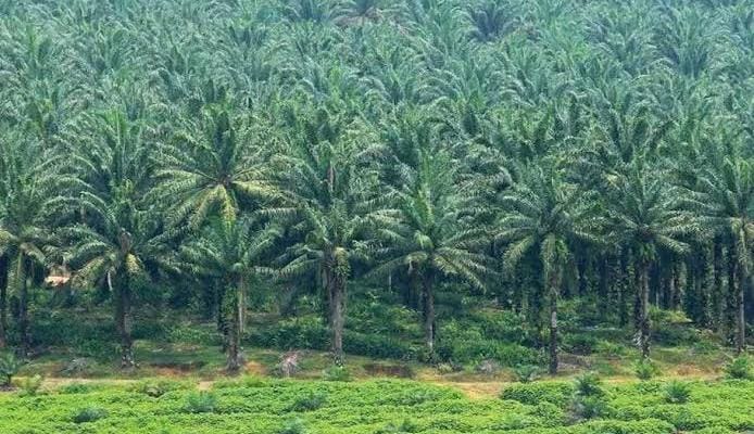 Dani Murdoko Digugat Rp 130 Miliar Terkait Kebun Sawit 1.360 Hektar Diduga Dalam Kawasan Hutan di Kuansing