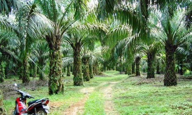 Diduga Rambah Hutan Jadi Kebun Sawit di Kuansing: Ati, DM dan 5 Orang Lain Dilaporkan ke Polda Riau