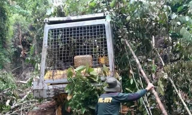 Alat Berat Barang Bukti Perambahan Hutan Lindung di Kuansing Hilang, Akademisi: Periksa Oknum yang Terlibat!