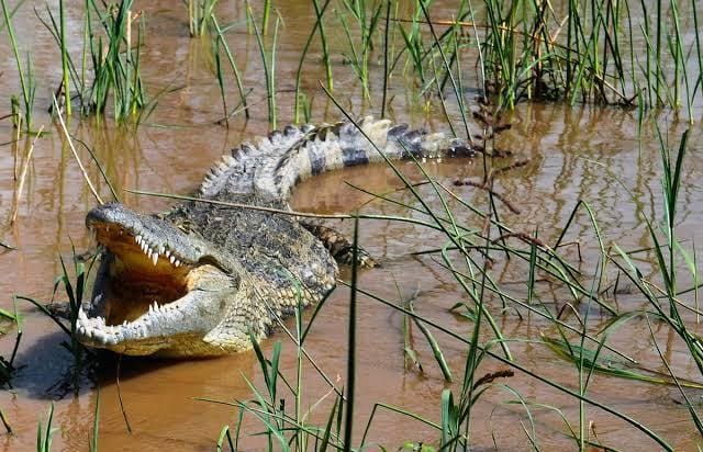 Buaya Seret Zebua ke Sungai Kerumutan Pelalawan, Tubuhnya Ditelan Reptil Pemangsa Itu