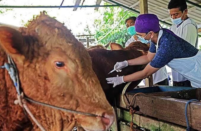 156 Ternak di Siak Positif Kena Virus PMK, Disnak Larang Bawa ke Luar Daerah