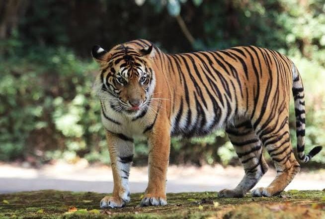 Tragis! Harimau Terkam Pekerja Hutan Tanaman Industri di Pelalawan Hingga Tewas, Disaksikan Langsung Suami Korban