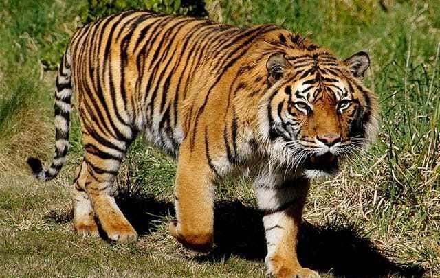 Harimau Mengamuk Lagi di Hutan Akasia PT Peranap Timber, Seorang Pekerja Diserang Saat Hendak ke Kamar Mandi