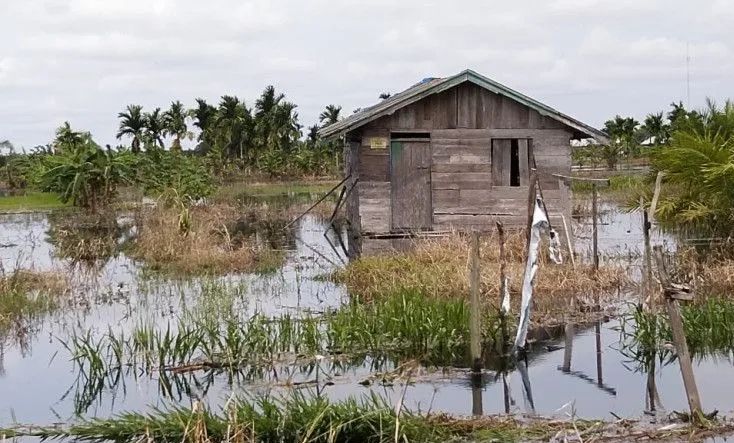 Ribuan Hektar Lahan Kebun Warga Inhil Terendam Air Diduga Dampak Operasional PT Setia Agrindo Mandiri