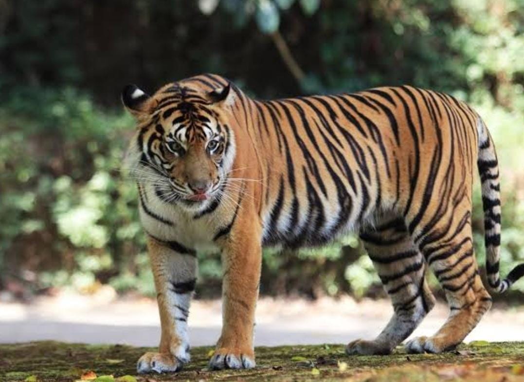 Pekerja PT Arara Abadi Bertarung Nyawa dengan Harimau Sumatera, Alami 20 Jahitan di Kepala