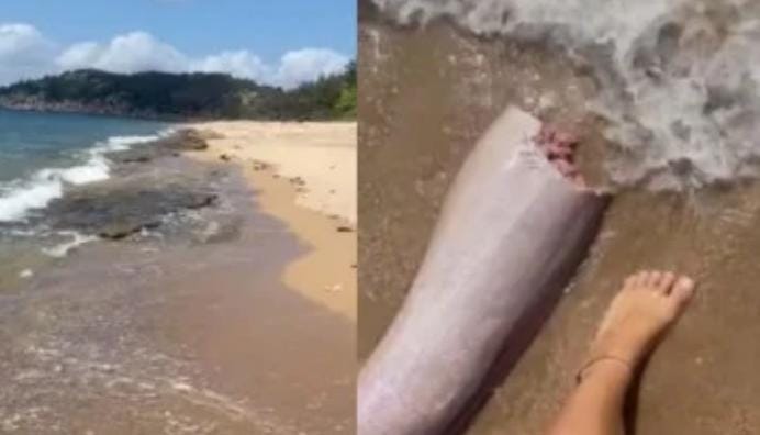 Penis Raksasa Ditemukan di Pinggir Pantai Queensland Bikin Turis Cantik Ini Kaget: Apa-apaan Itu!
