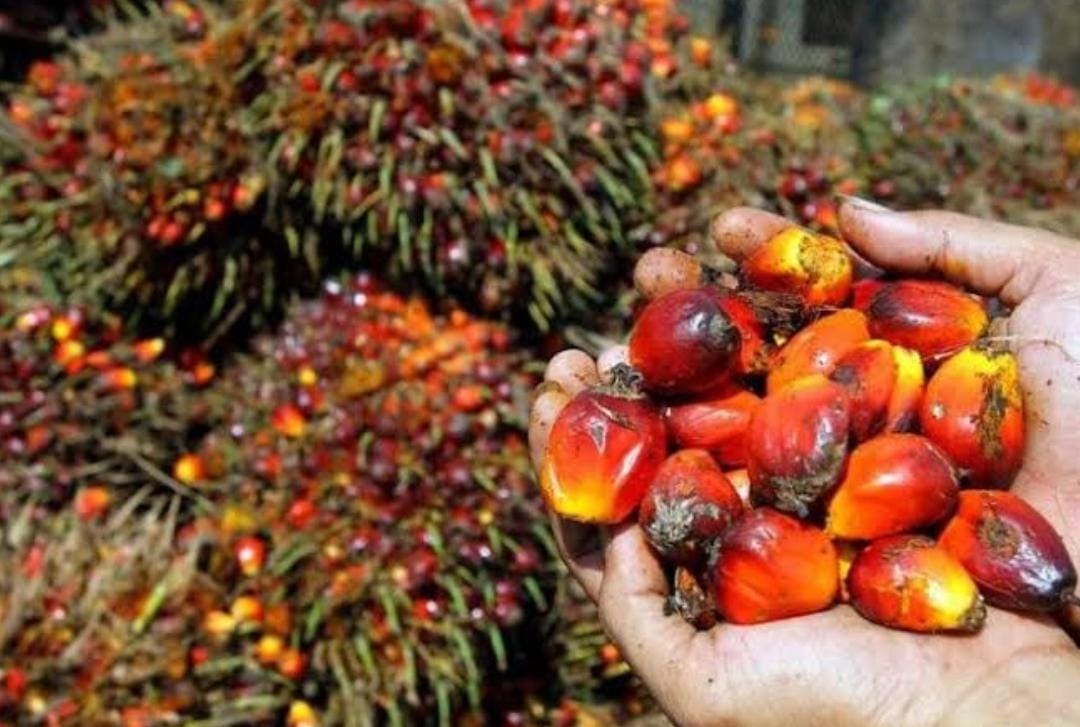 Kelapa Sawit di Riau Naik Tipis, Ini Daftar Harganya Berlaku Sepekan ke Depan