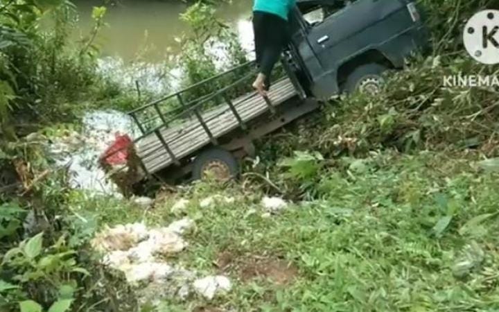 Kasihan! Mobil Pengangkut Ayam Terjun ke Sungai Munjuk Kampar, Ratusan Ekor Ayam Mati