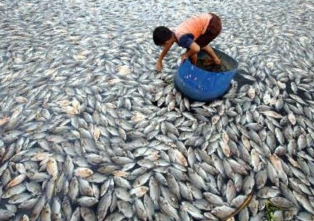 60 Ton Ikan Mati Mendadak di Danau Maninjau Gara-gara Diterpa Angin Kencang dan Hujan Deras