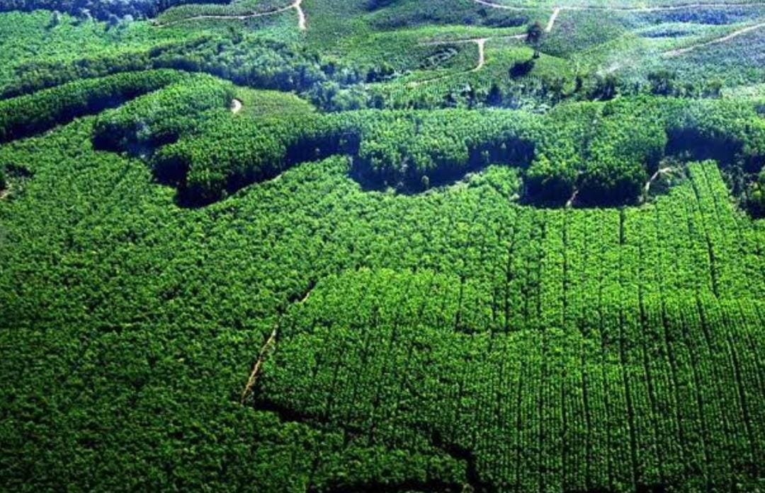 Pantas Saja DBH Kehutanan Riau Sangat Kecil, Menteri LHK Tetapkan Patokan Harga Akasia dan Eukaliptus Sangat Murah?
