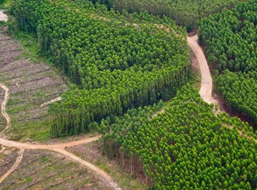 Riau Cuma Dapat Rp 161 Miliar Padahal Hutannya Ludes Dieksploitasi, Gimana Sih Cara Hitungnya?