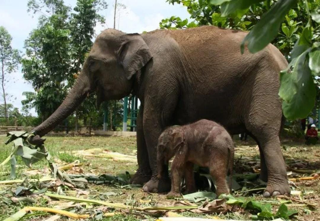 Selamat! Gajah Carmen Lahirkan Bayi Jantan di Estate Ukui, Ini Penampakannya