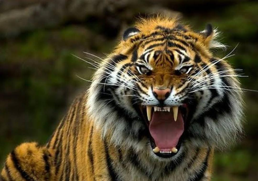 6 Tragedi Harimau Memangsa Manusia di Riau Setahun Terakhir, 3 Korbannya Tewas Kepala Terpisah dari Tubuh