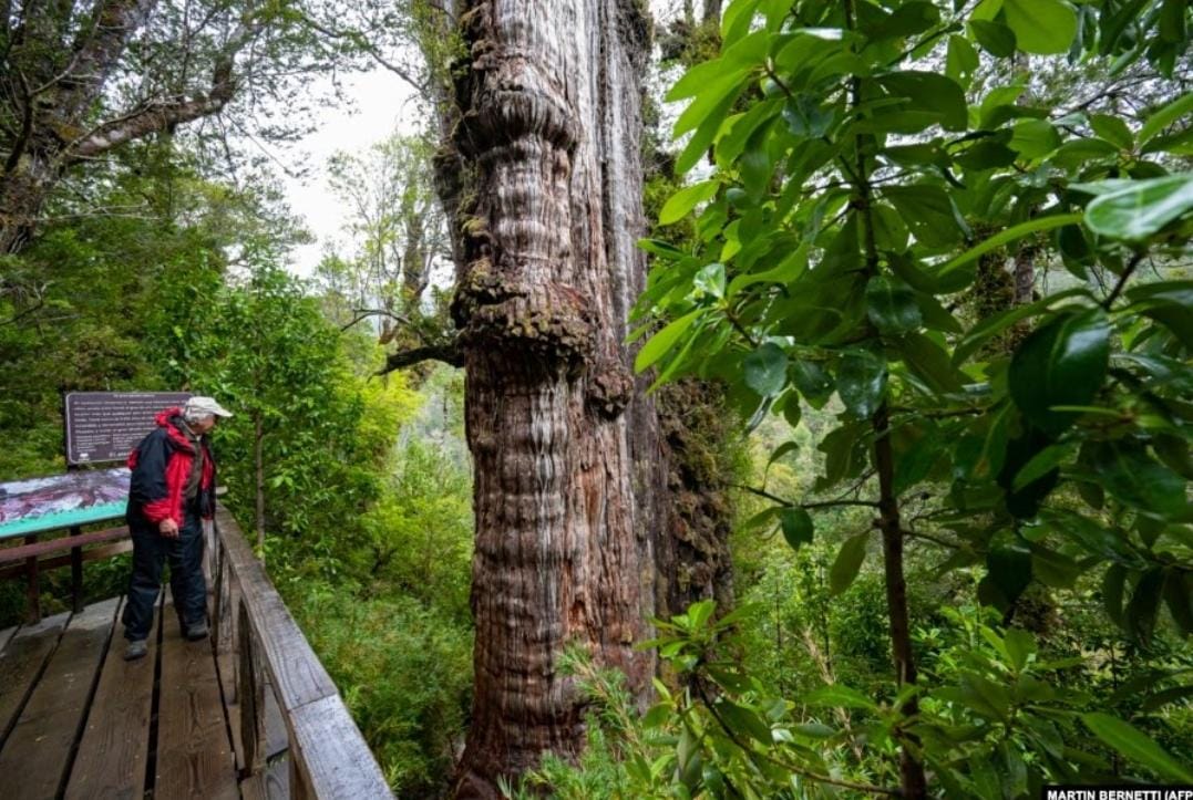 Inilah Penampakan Pohon Tertua di Dunia, Si 