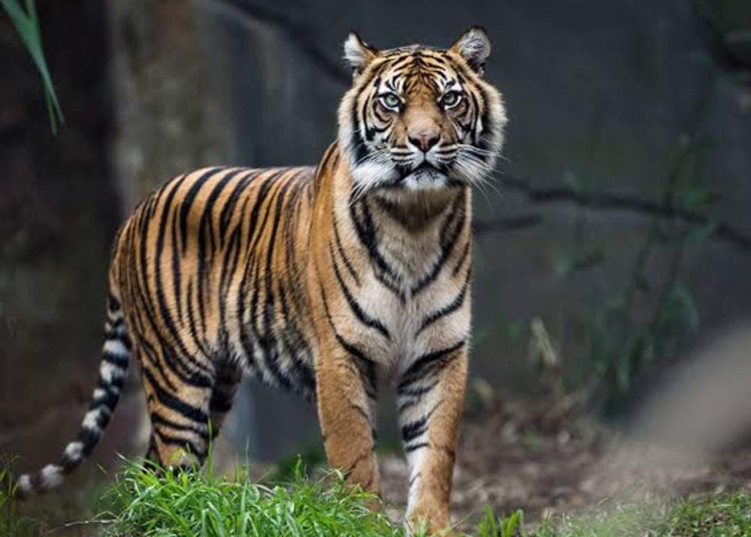 Seram! Harimau Sumatera Tampakkan Diri di Kawasan PT RAPP, Kepala BKSDA Riau: Itu Rumah Habitat Aslinya!