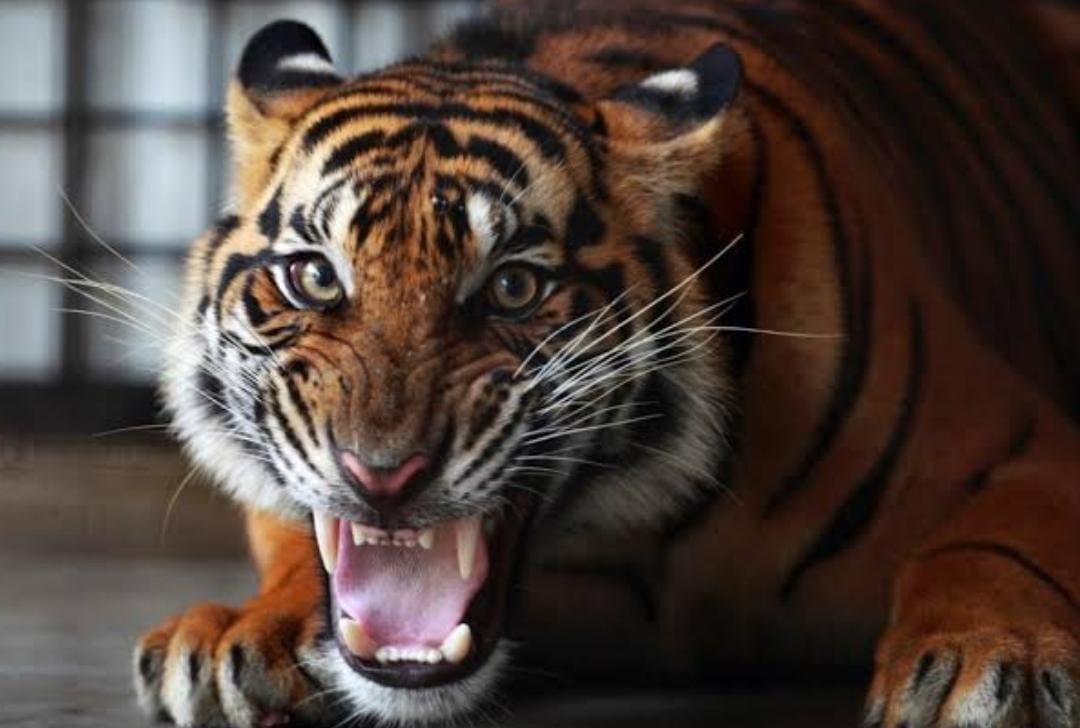 Teror Harimau Kembali Muncul di Kampung Rempak Siak