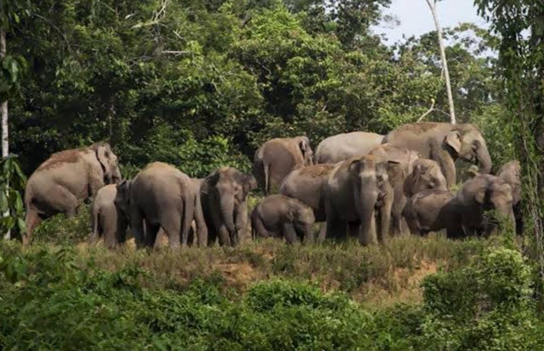 2 Kelompok Gajah Berkeliaran di Konsesi Hutan Tanaman Industri Kabupaten Siak