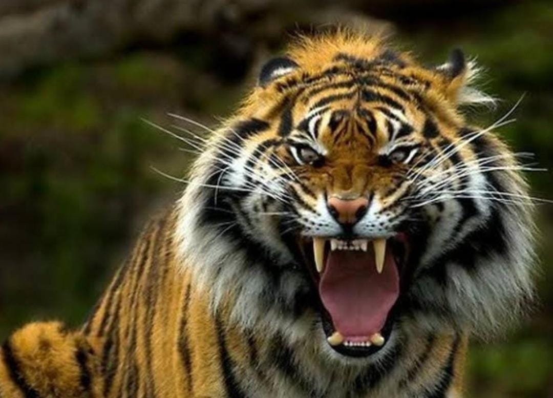 Pencari Kayu di Indragiri Hilir Tewas Dimangsa Harimau, Begini Kronologinya