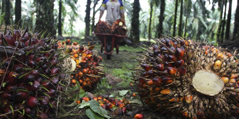 Pelaku Usaha Meradang Larangan Sawit Deforestasi Hutan Ala Uni Eropa, Ini Sikap GAPKI