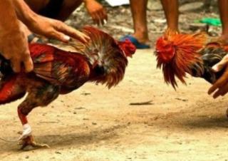 Anggota DPRD Provinsi Ini Ditangkap Polisi Main Judi Sabung Ayam