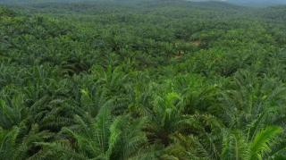 Pemutihan 3,3 Juta Ha Kebun Sawit di Kawasan Hutan Dituding Cuma Untungkan Korporasi, Prosesnya Juga Tertutup