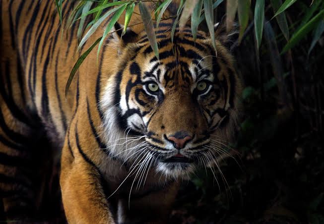 Harimau di Indragiri Hulu Keluar dari Habitatnya Akibat Banjir, Warga Mulai Ketakutan