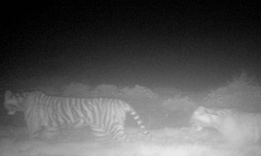 Dua Ekor Harimau Sumatera Terekam Kamera Jebak di Siak, BBKSDA Sebut Siklus Pergerakan Normal