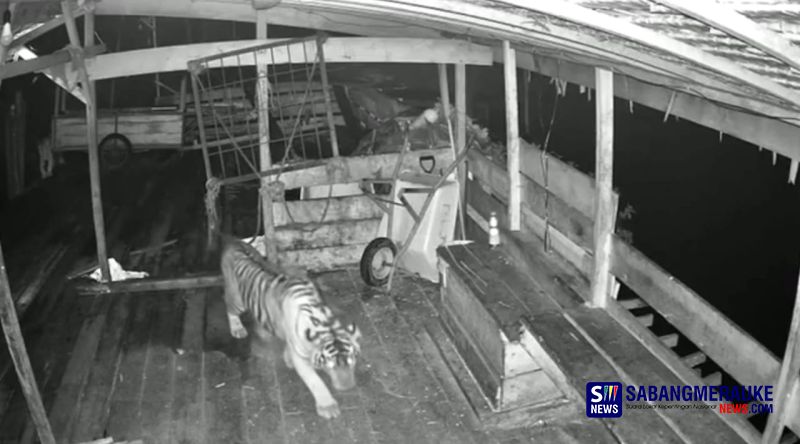 Viral! Video Harimau Mangsa Anjing di Siak, Ini Penjelasan BBKSDA Riau