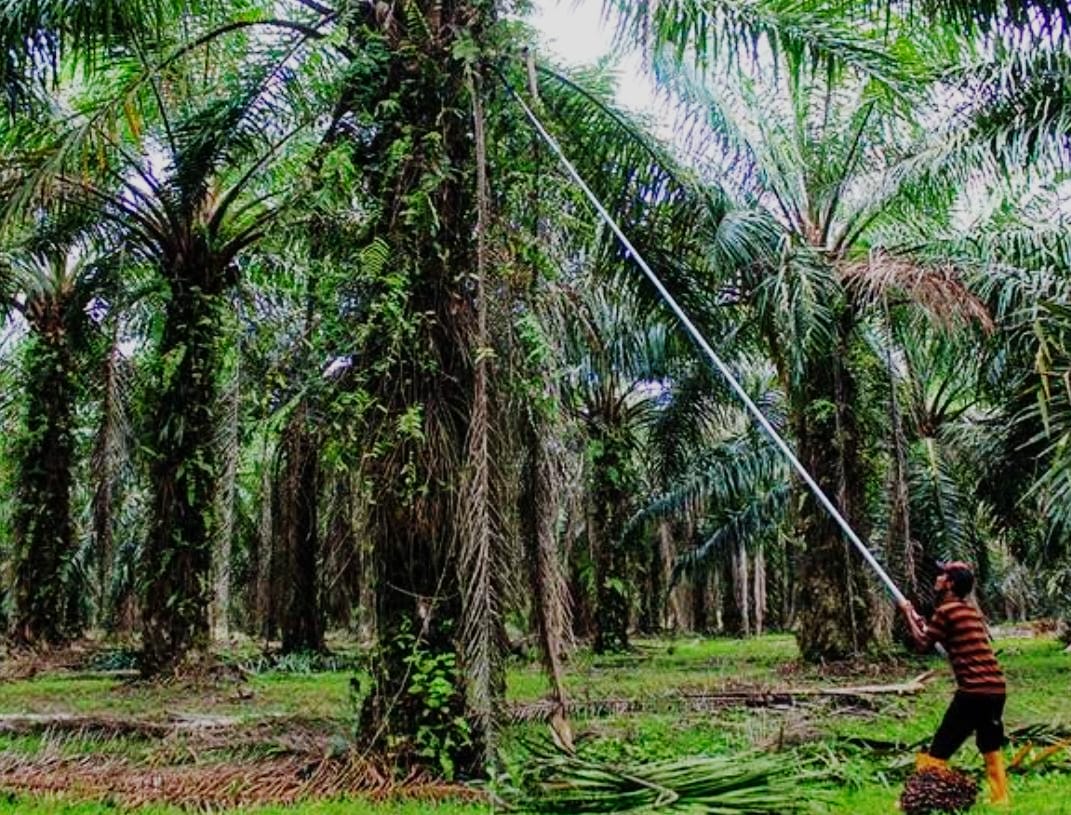 Pekebun Sawit di Riau Nilai Denda Keterlanjuran Sawit Dalam Kawasan Hutan Mencekik: Yang Menikmati Kayunya Dulu Bukan Kami!