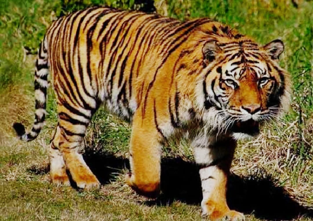 Darurat! Inilah 9 Kasus Harimau Sumatera Memangsa Manusia di Riau Kurun Dua Tahun Terakhir, 5 Nyawa Melayang
