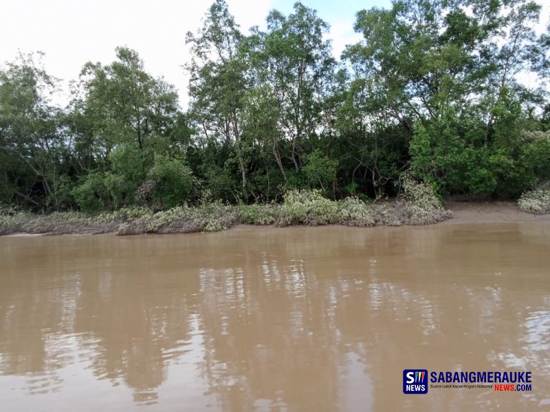 Waduh! PLTU Tembilahan Dikabarkan Pakai Kayu Mangrove, Picu Penebangan di Kawasan Pesisir Indragiri Hilir