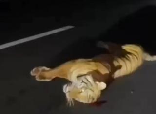 Heboh Kabar Harimau Mati Tertabrak Mobil di Tol Pekanbaru-Dumai, Ternyata Begini Faktanya
